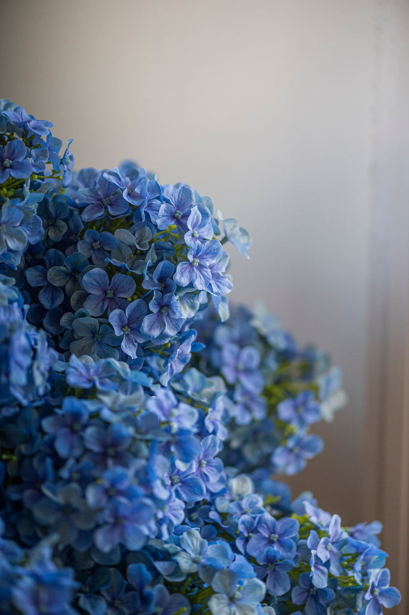 28" Blue Cone Hydrangea