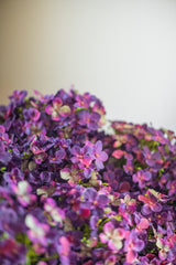 28" Dark Purple Cone Hydrangea