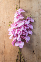 34.5" Purple Orchid Stem