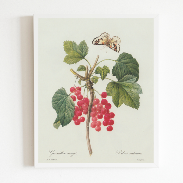 Berries & Butterflies Antique Art Print