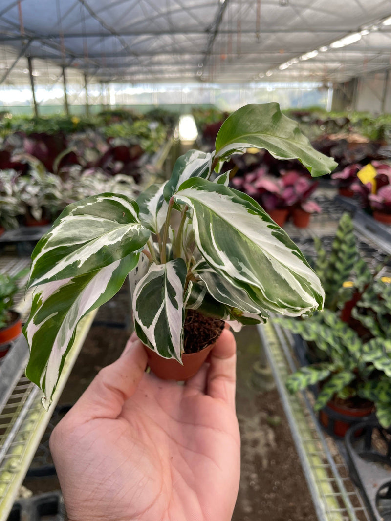 Calathea 'White Fusion' - 2" Pot