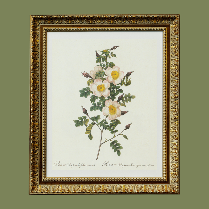Wildflower Botanical Antique Print