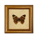 Buckeye Butterfly Vintage Style Illustration Framed Print