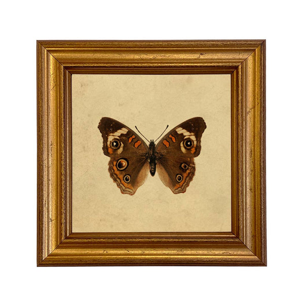 Buckeye Butterfly Vintage Style Illustration Framed Print