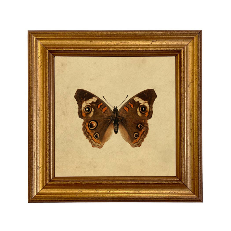 Buckeye Butterfly Vintage Style Illustration Framed Print