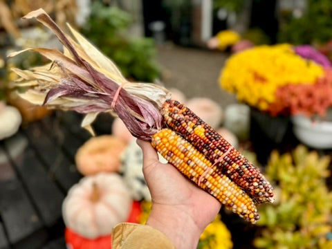 Indian Corn Bunch