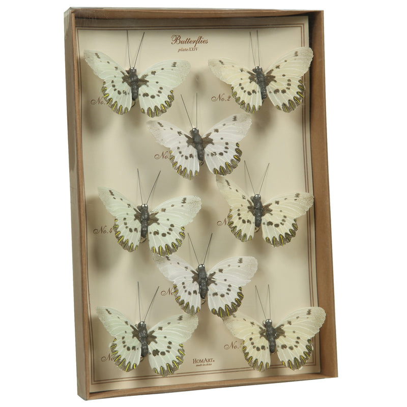 Butterfly Specimen Box - White-Brown