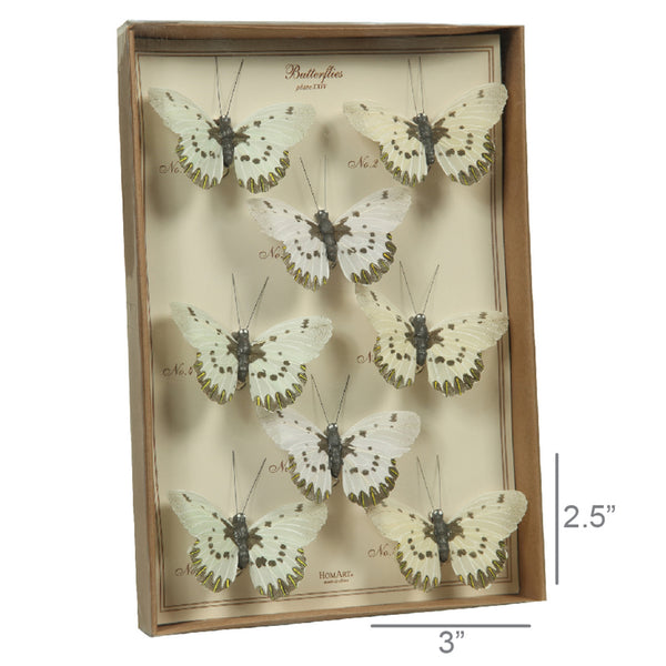 Butterfly Specimen Box - White-Brown