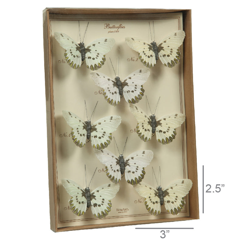 Butterfly Specimen Box - White-Brown