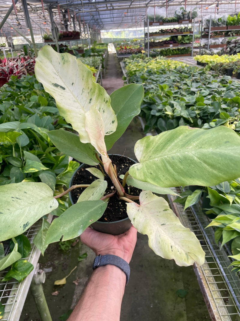 philodendron snowdrift variegated Philodendron 'Snowdrift'