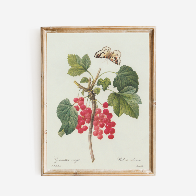 Berries & Butterflies Antique Art Print