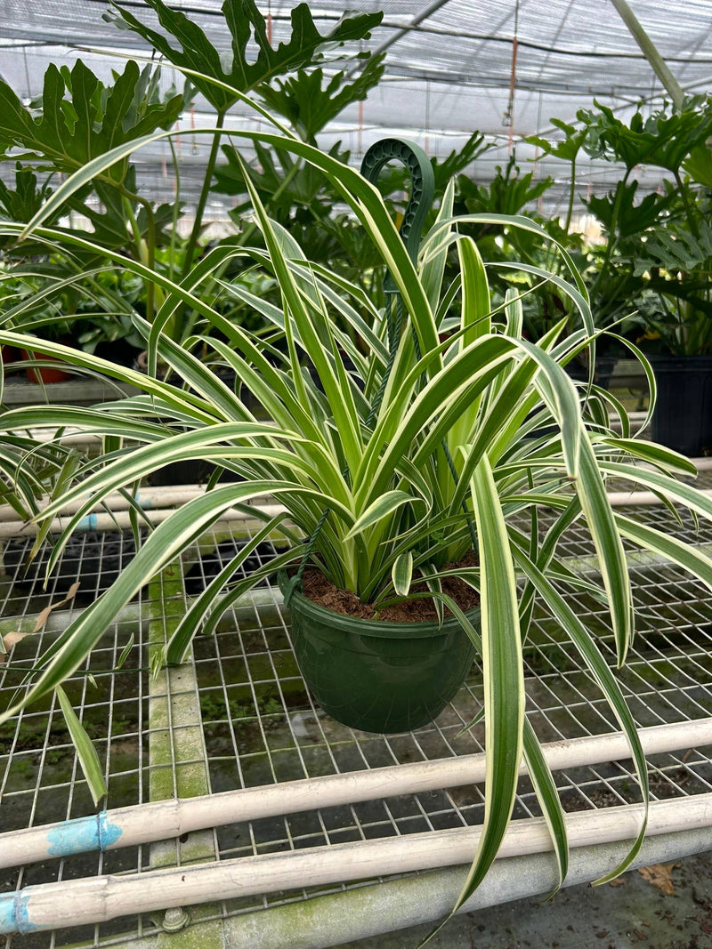 Spider Plant Reverse - 8" Pot