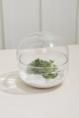 Observatory Terrarium 11"x 11"