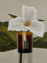 426 Candle - The Scent of our Store.