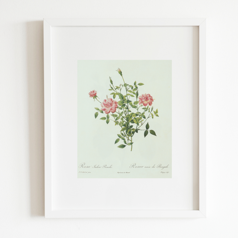 Rose Bush Antique Print