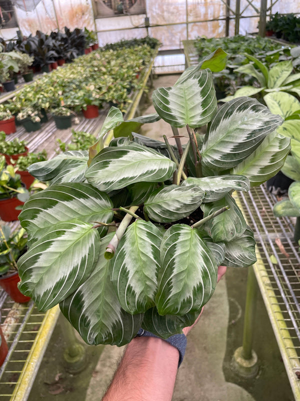 Maranta 'Silver Band' - 6" Pot