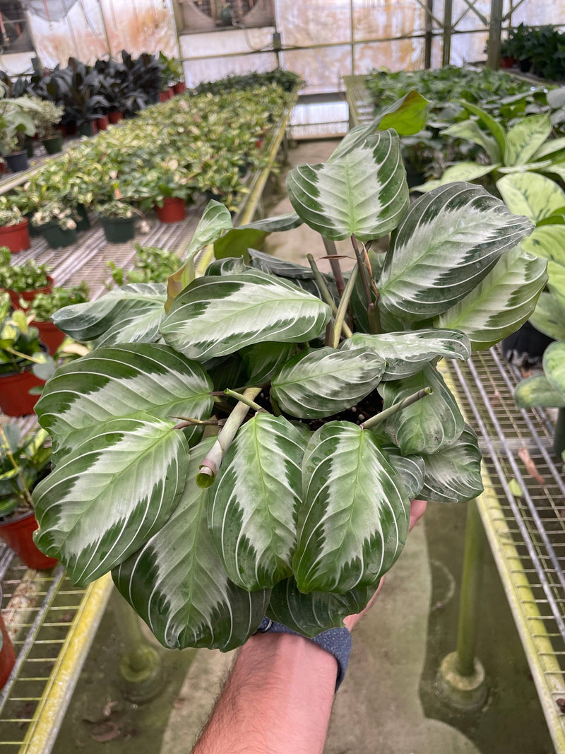 Maranta 'Silver Band' - 6" Pot