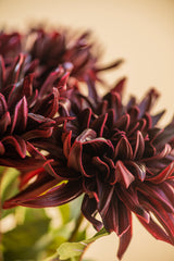 28.25 Inch Burgundy Real Touch Dahlia Stem