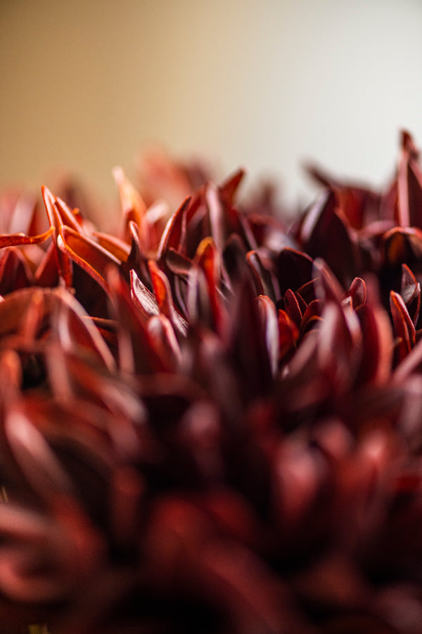 28.25 Inch Light Brown Real Touch Dahlia Stem