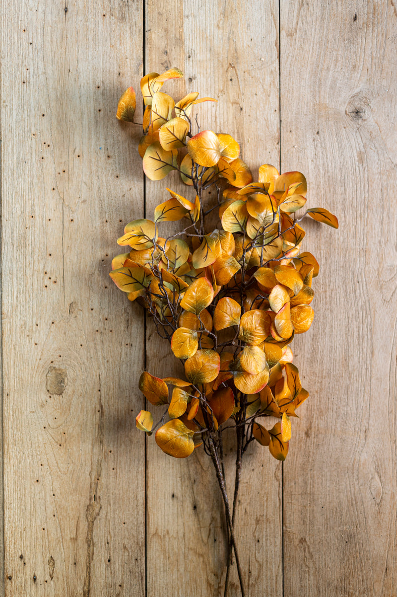 28 Inch Yellow Gumdrop Eucalyptus Stem