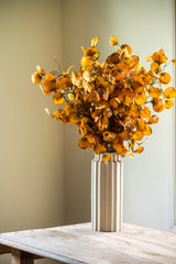 28 Inch Yellow Gumdrop Eucalyptus Stem