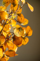 28 Inch Yellow Gumdrop Eucalyptus Stem