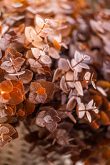 13.5 Inch Brown Eucalyptus Bundle (8 Stem)