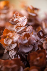 13.5 Inch Brown Eucalyptus Bundle (8 Stem)