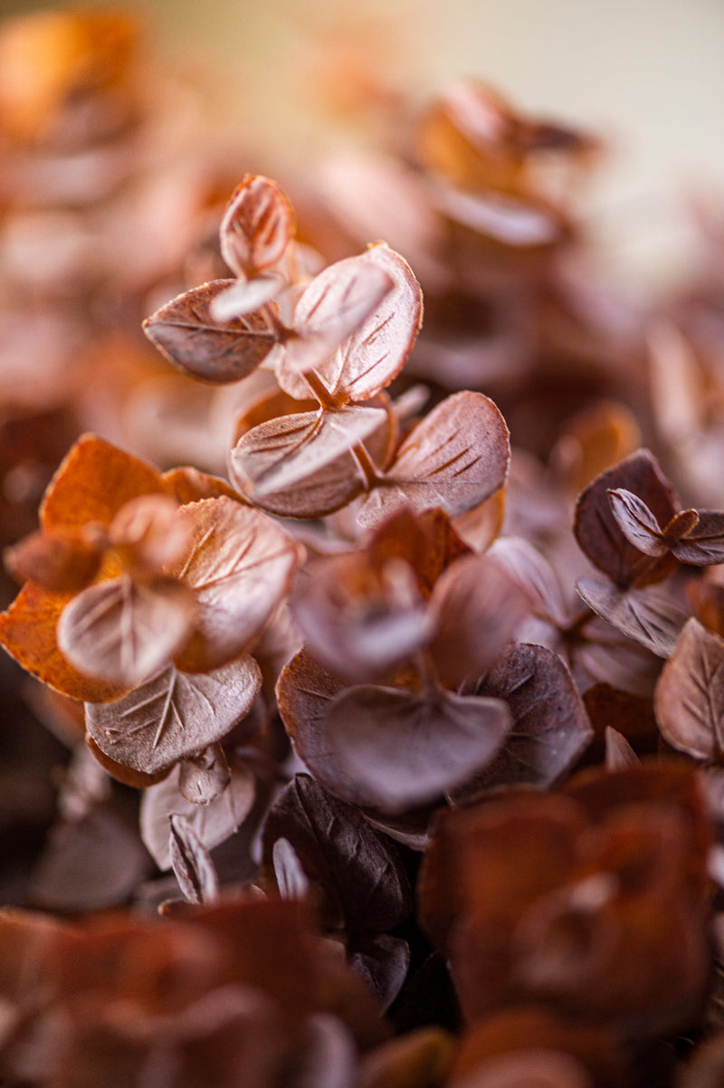 13.5 Inch Brown Eucalyptus Bundle (8 Stem)