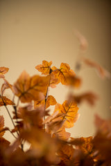 34 Inch Orange Maple Leaf Stem