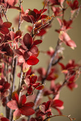 40 Inch Magnolia Bloom Spray