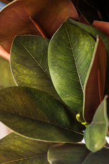 32 Inch Orange Magnolia Branch