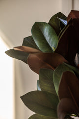 32 Inch Orange Magnolia Branch