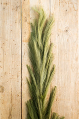 58.5 Inch Green Pampas Grass Stem