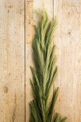 58.5 Inch Green Pampas Grass Stem