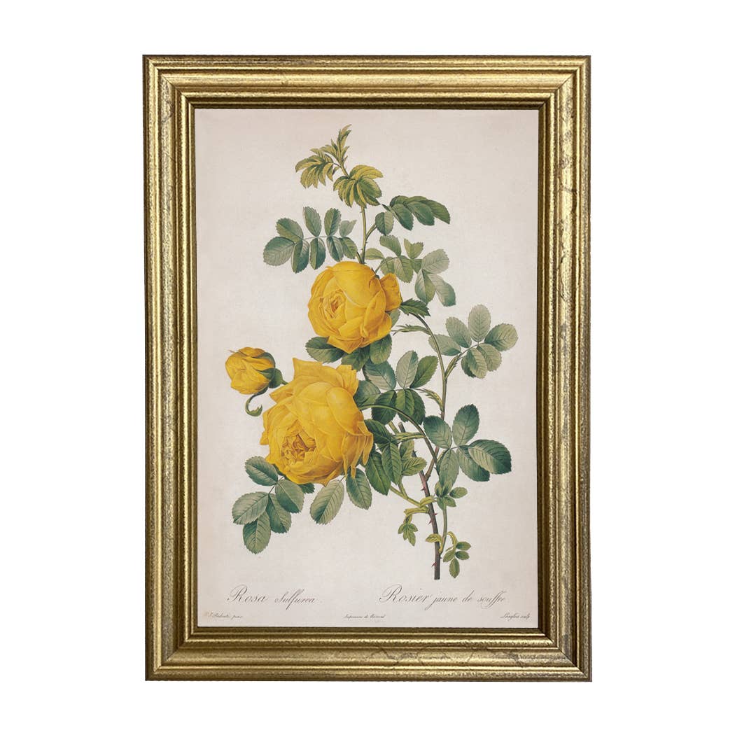 Rosa Sulfurea by Redouté - Les Roses. Facsimile giclee prints