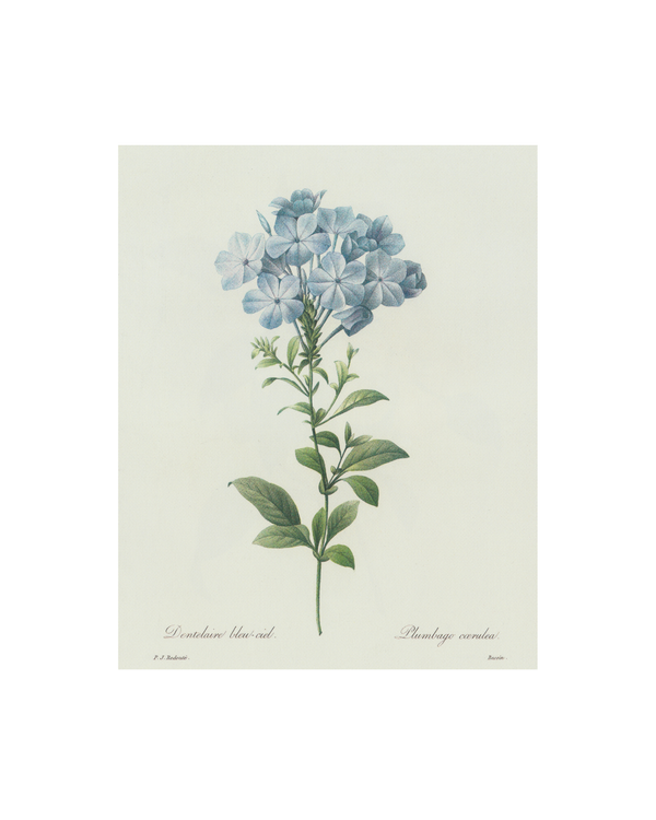 Blue Hydrangea Antique Print