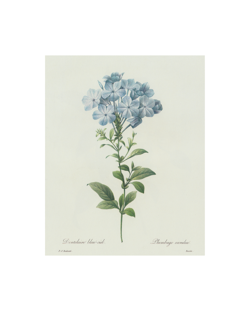 Blue Hydrangea Antique Print