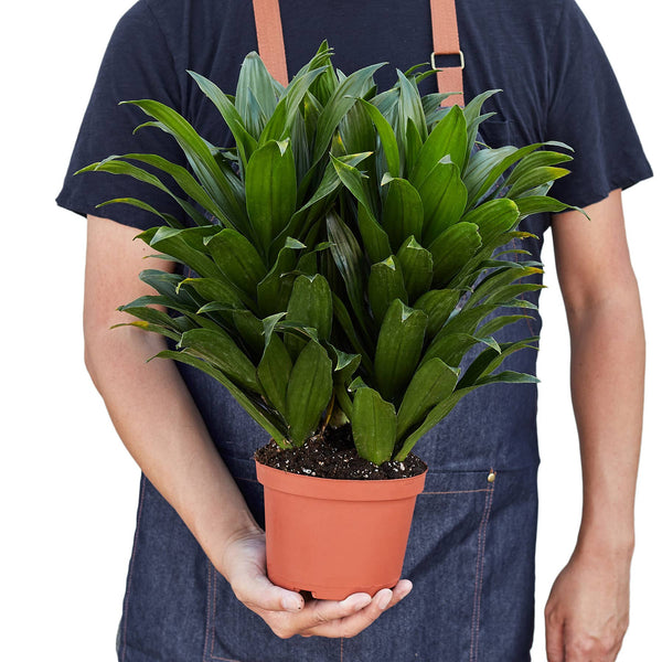 DRACAENA JANET CRAIG 6-inch