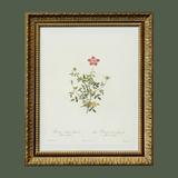 Petite Pink Floral Antique Print