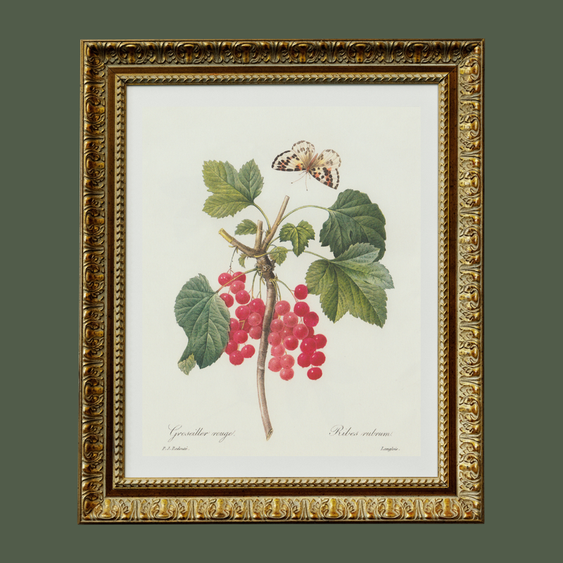 Berries & Butterflies Antique Art Print