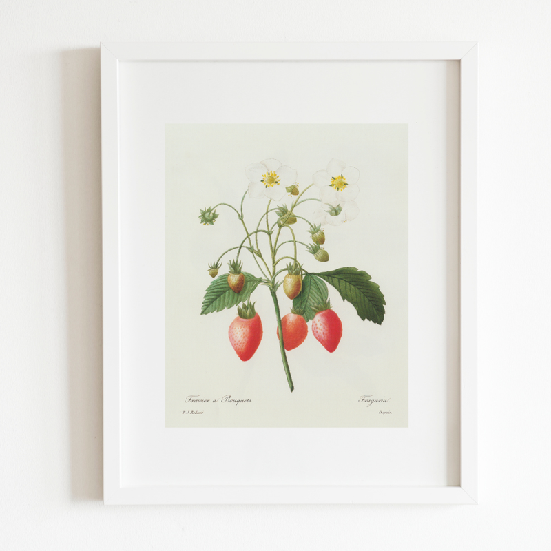 Strawberry Botanical Antique Print