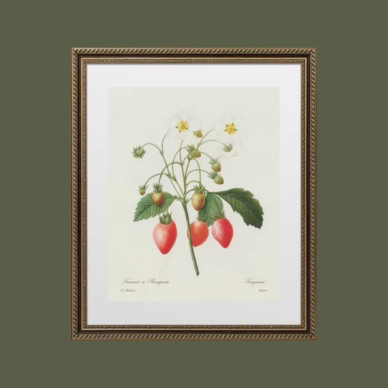 Strawberry Botanical Antique Print