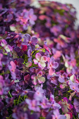 28" Dark Purple Cone Hydrangea