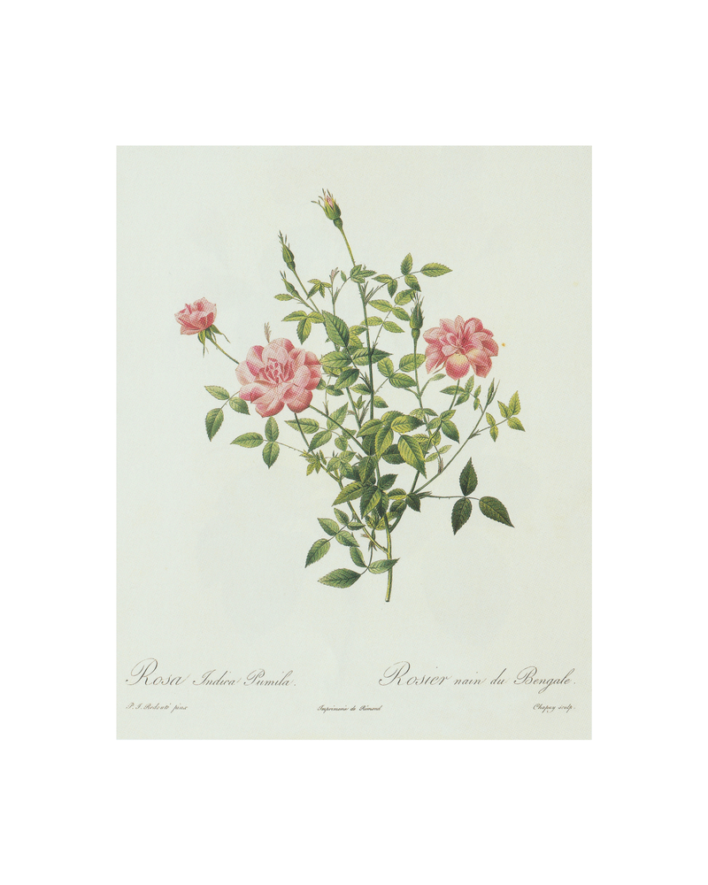 Rose Bush Antique Print