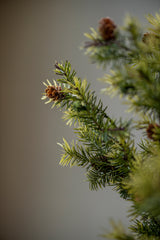 26 Inch Angel Pine Stem