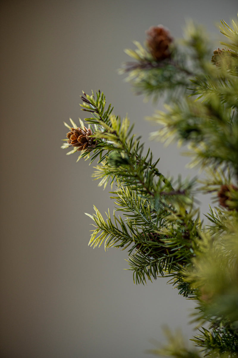 26 Inch Angel Pine Stem