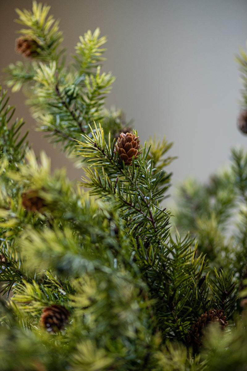 26 Inch Angel Pine Stem