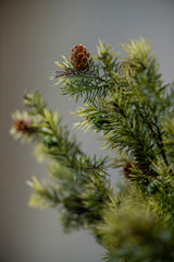 26 Inch Angel Pine Stem