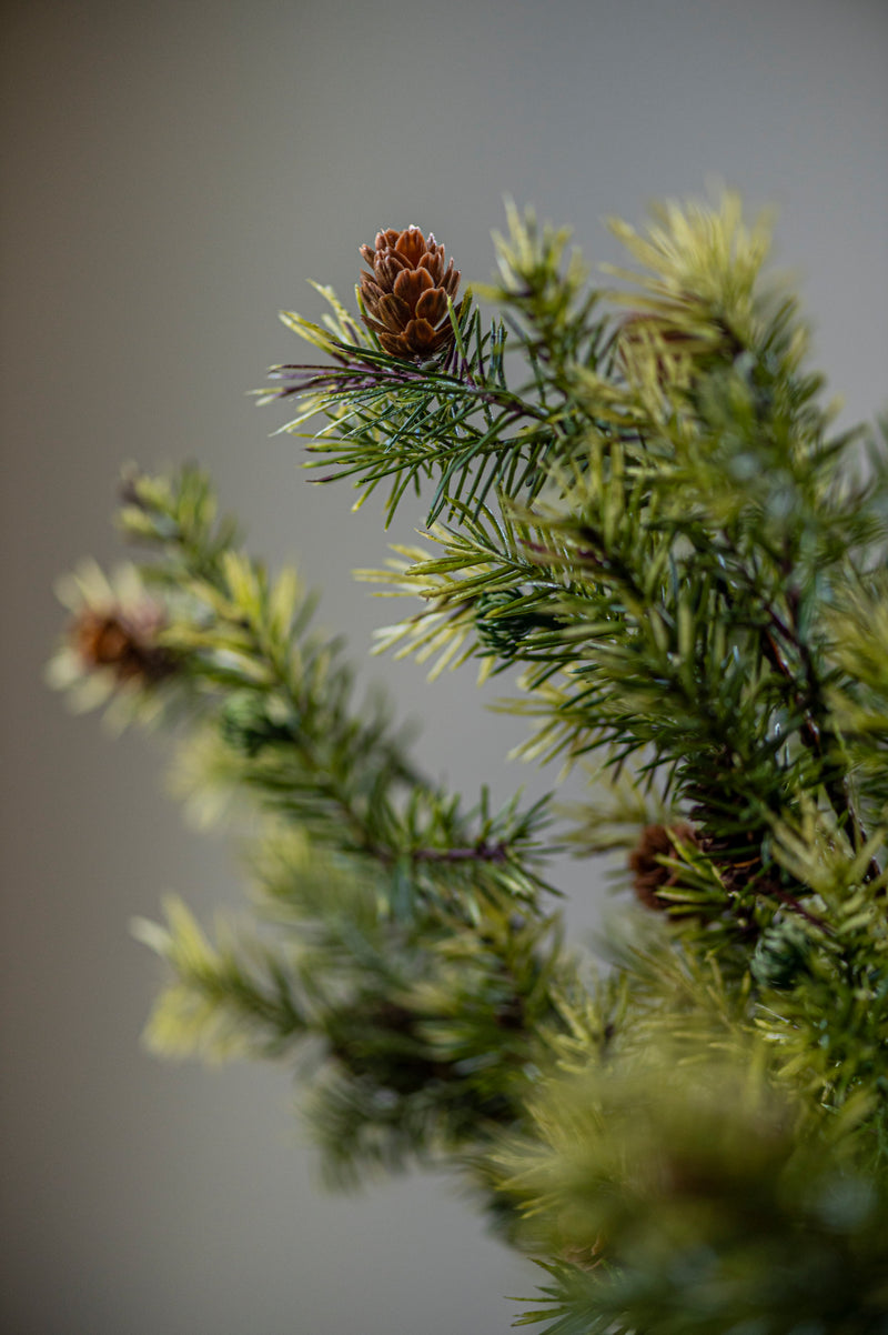 26 Inch Angel Pine Stem